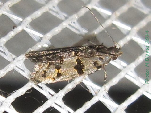 Metachanda eucrytella